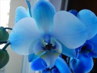 Orchidea modrá